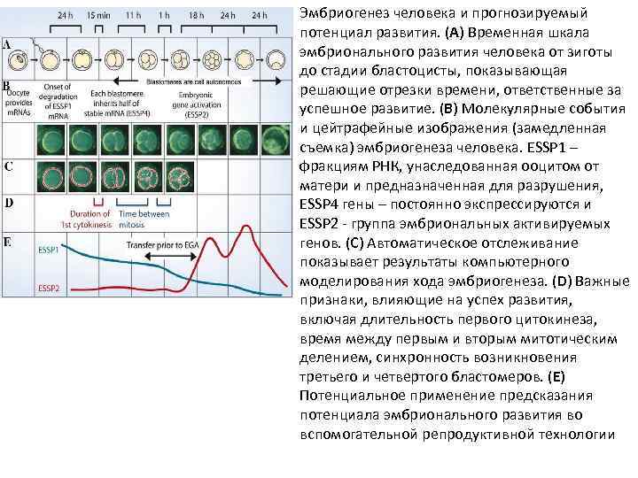 Эмбриогенез человека и прогнозируемый потенциал развития. (A) Временная шкала эмбрионального развития человека от зиготы