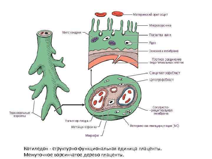 Котиледон - структурно-функциональная единица плаценты. Межуточное ворсинчатое дерево плаценты. 