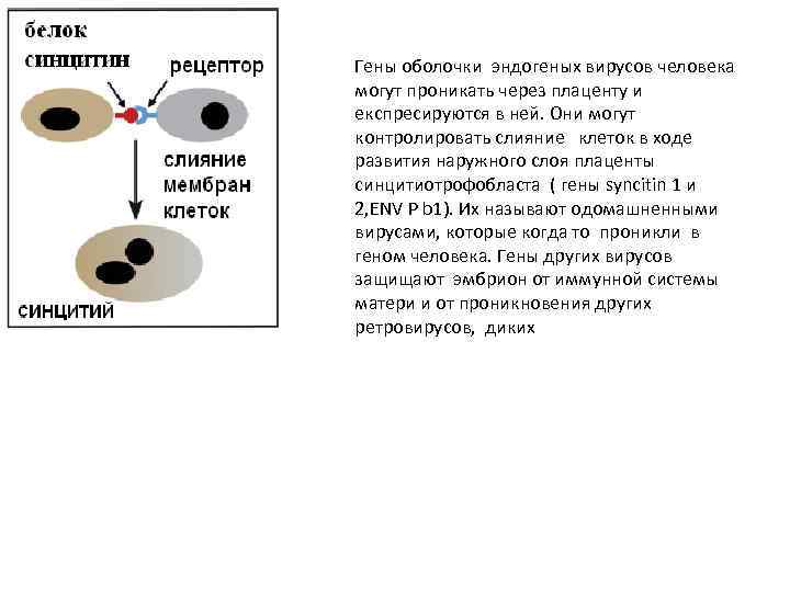 Гены оболочки эндогеных вирусов человека могут проникать через плаценту и експресируются в ней. Они