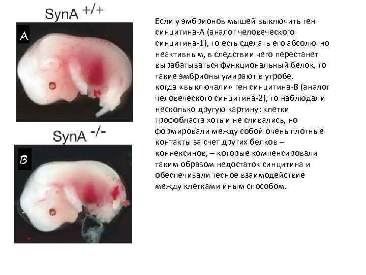 Если у эмбрионов мышей выключить ген синцитина-А (аналог человеческого синцитина-1), то есть сделать его