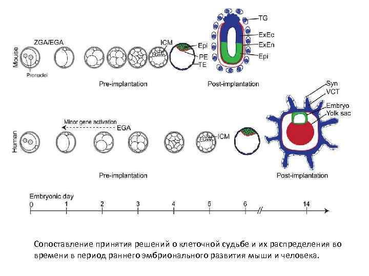 Сопоставление принятия решений о клеточной судьбе и их распределения во времени в период раннего