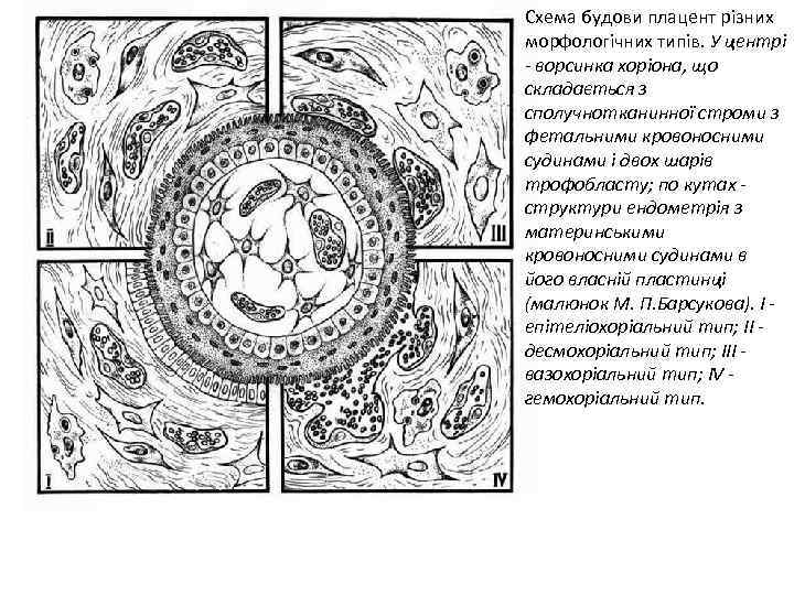 Схема будови плацент різних морфологічних типів. У центрі - ворсинка хоріона, що складається з