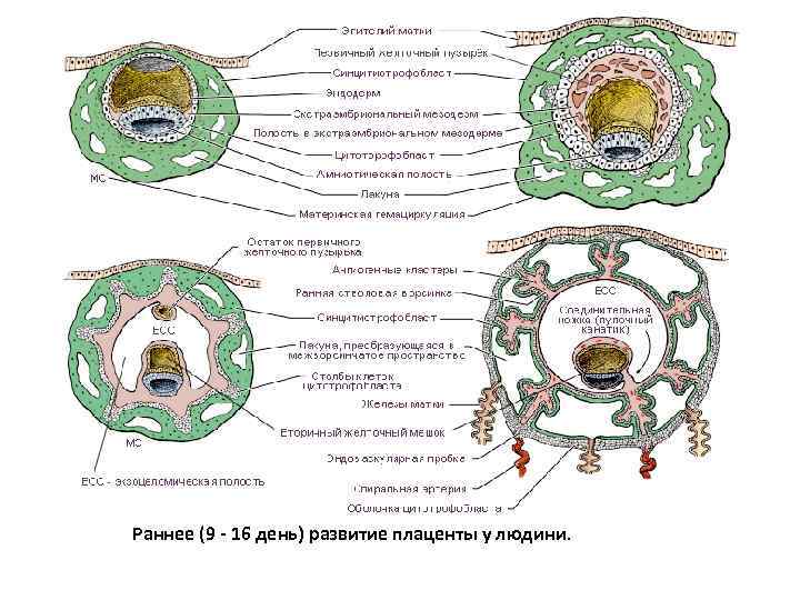 Раннее (9 - 16 день) развитие плаценты у людини. 