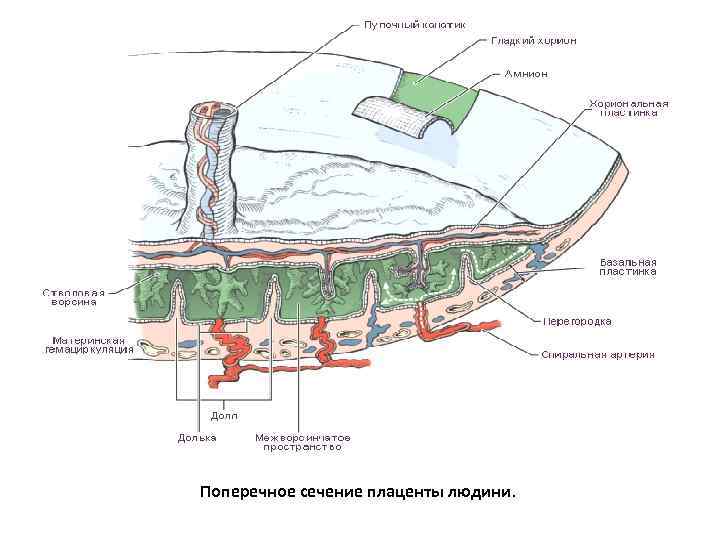 Поперечное сечение плаценты людини. 