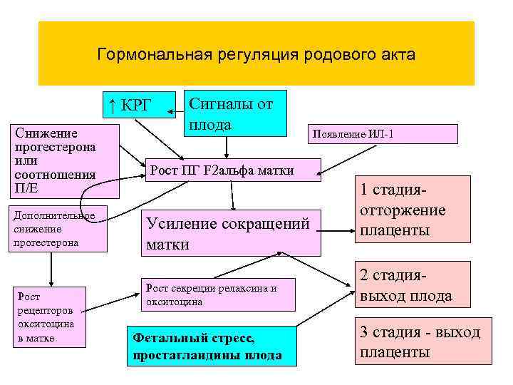 Гормональная регуляция родового акта ↑ КРГ Снижение прогестерона или соотношения П/Е Дополнительное снижение прогестерона