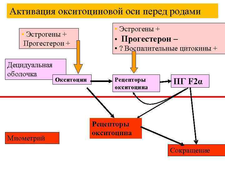 Активация окситоциновой оси перед родами • Эстрогены + Прогестерон + Децидуальная оболочка Миометрий Окситоцин