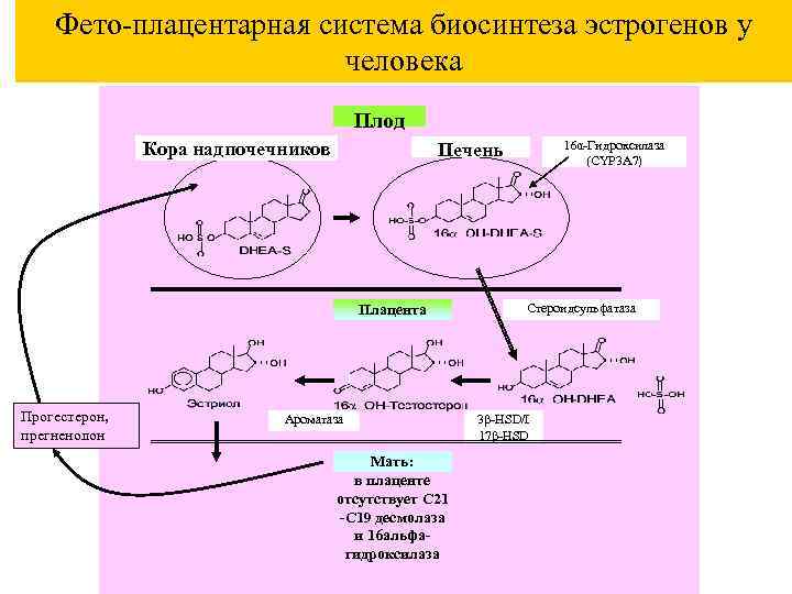 Фето-плацентарная система биосинтеза эстрогенов у человека Плод Кора надпочечников Плацента Прогестерон, прегненолон 16α-Гидроксилаза (CYP