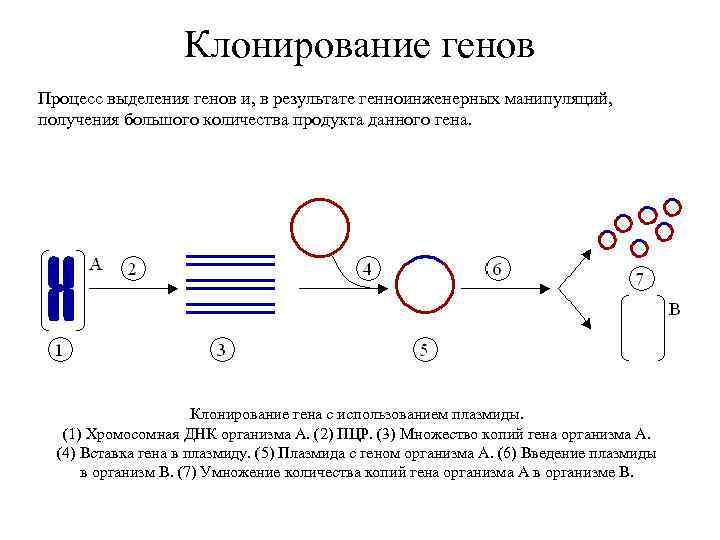 Выделение генов из днк