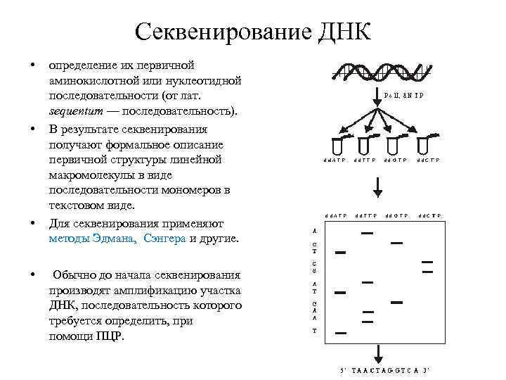 Секвенирования днк