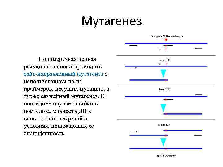 Мутагенез Полимеразная цепная реакция позволяет проводить сайт-направленный мутагенез с использованием пары праймеров, несущих мутацию,