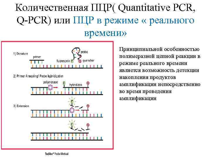 Полимеразной цепной реакции схема