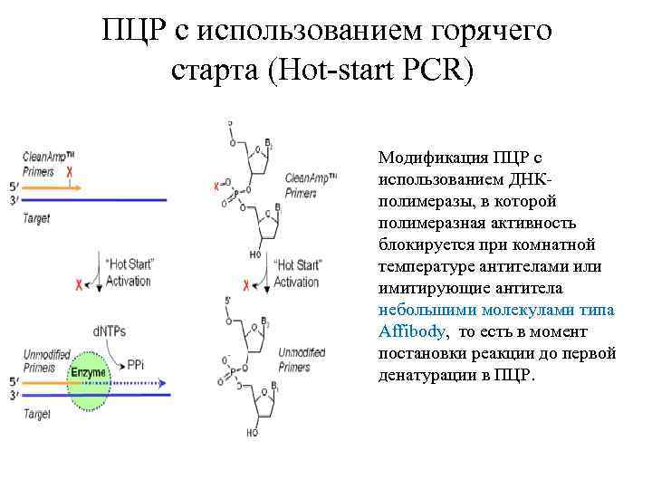 Начало хот