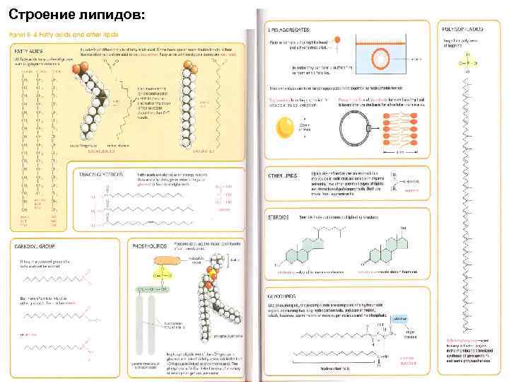 Строение липидов: 