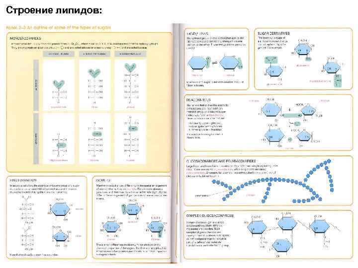 Строение липидов: 