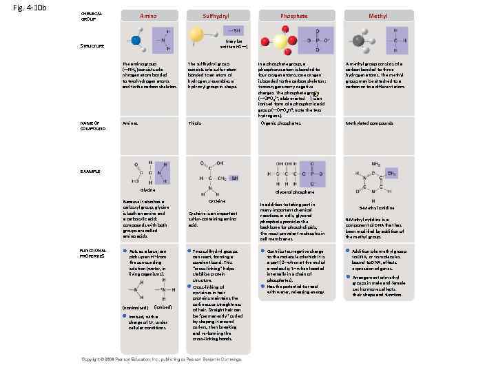 Fig. 4 -10 b CHEMICAL GROUP Amino Sulfhydryl Methyl (may be written HS—) STRUCTURE