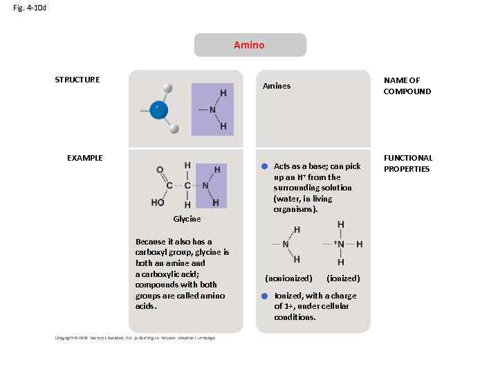 Fig. 4 -10 d Amino STRUCTURE NAME OF COMPOUND Amines EXAMPLE Glycine Because it