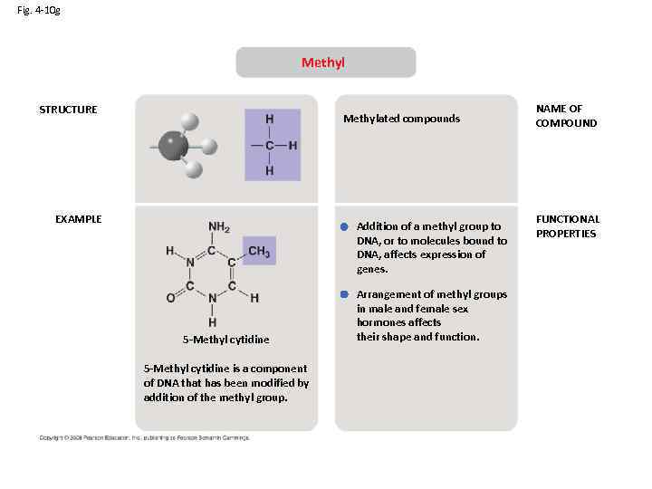 Fig. 4 -10 g Methyl STRUCTURE Methylated compounds EXAMPLE Addition of a methyl group