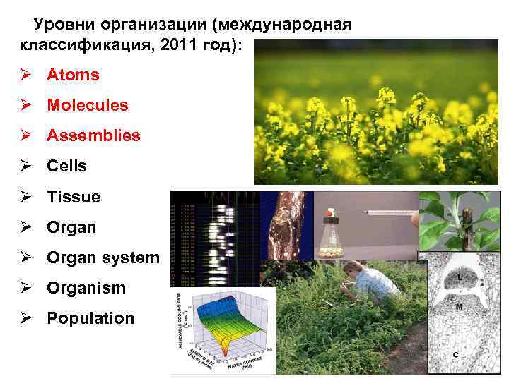 Уровни организации (международная классификация, 2011 год): Ø Atoms Ø Molecules Ø Assemblies Ø Cells