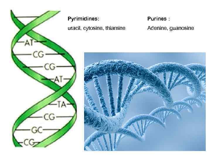 Pyrimidines: Purines : uracil, cytosine, thiamine Adenine, guanosine 