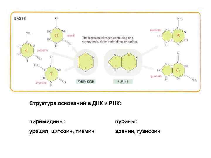 Структура оснований в ДНК и РНК: пиримидины: пурины: урацил, цитозин, тиамин аденин, гуанозин 