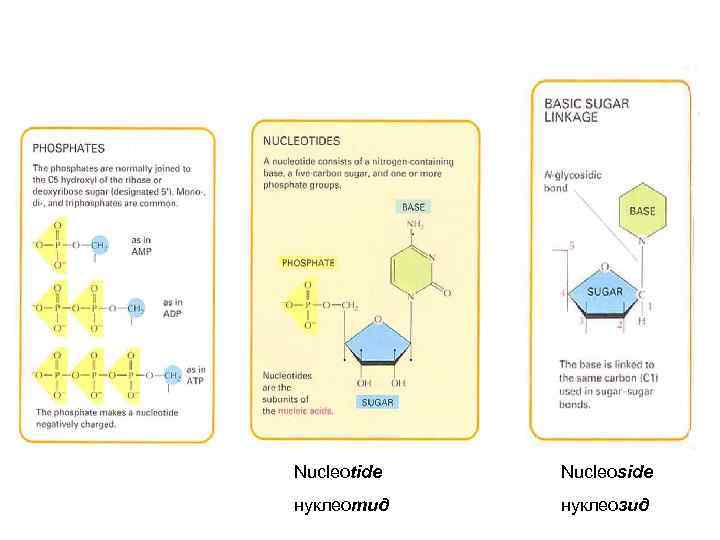 Nucleotide Nucleoside нуклеотид нуклеозид 