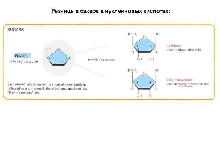 Разница в сахаре в нуклеиновых кислотах: 