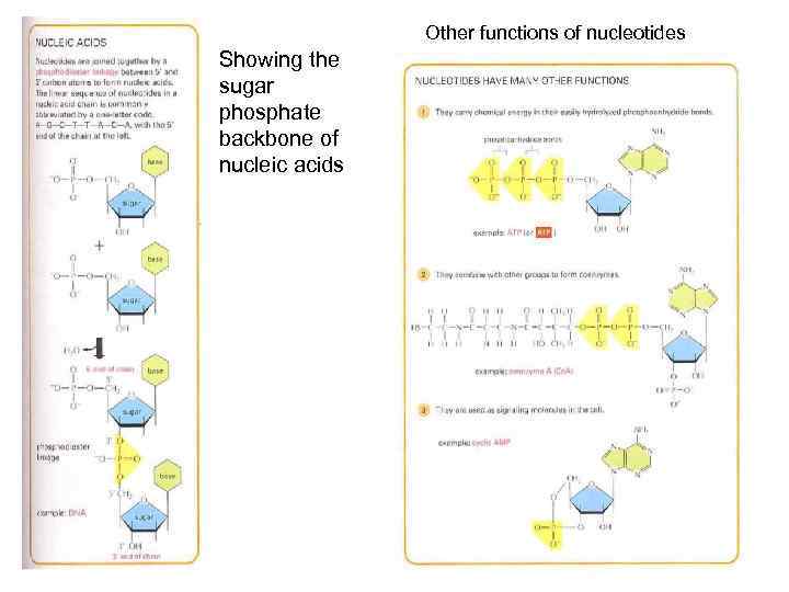 Other functions of nucleotides Showing the sugar phosphate backbone of nucleic acids 