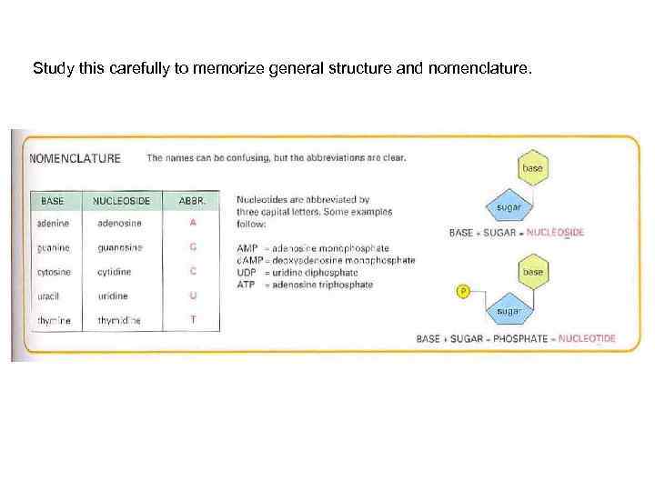 Study this carefully to memorize general structure and nomenclature. 