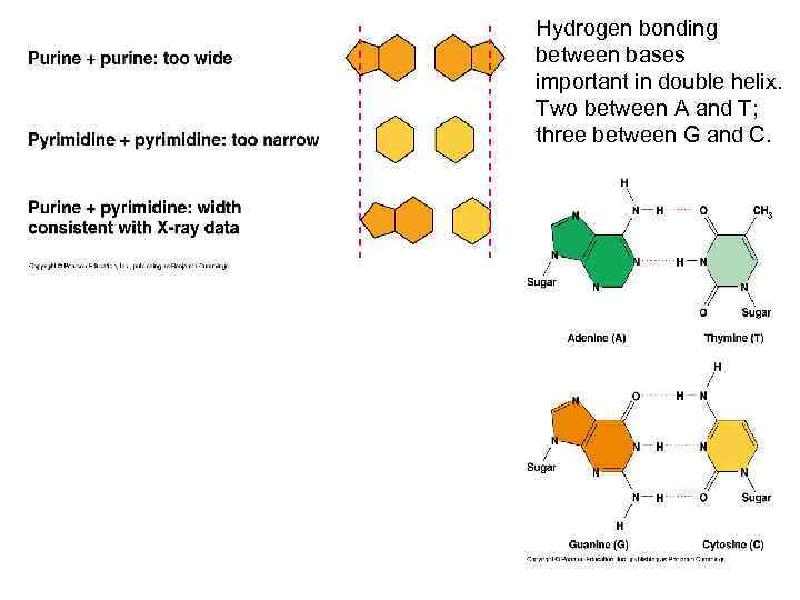 Hydrogen bonding between bases important in double helix. Two between A and T; three