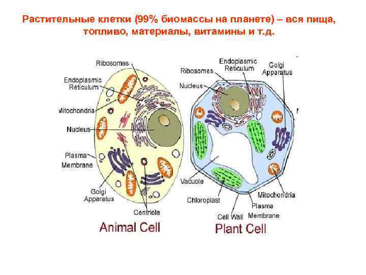 Растительные клетки (99% биомассы на планете) – вся пища, топливо, материалы, витамины и т.