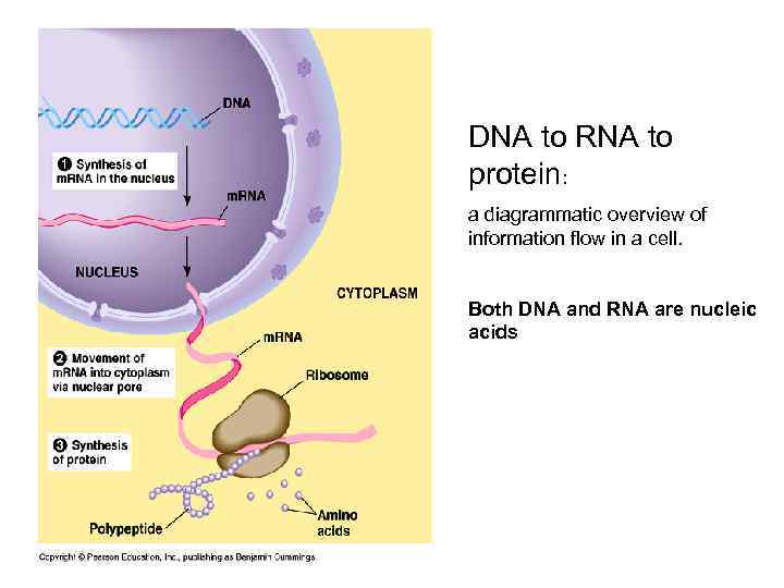 DNA to RNA to protein: a diagrammatic overview of information flow in a cell.