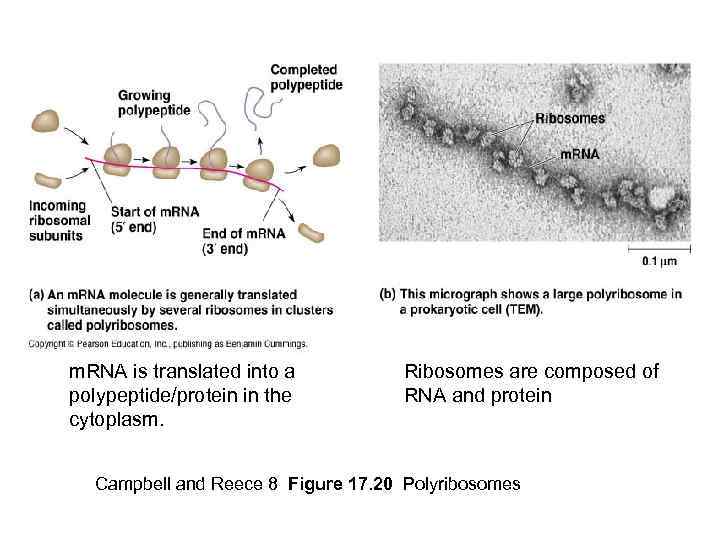 m. RNA is translated into a polypeptide/protein in the cytoplasm. Ribosomes are composed of