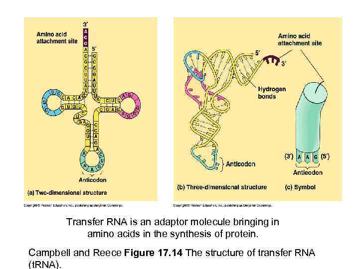 Transfer RNA is an adaptor molecule bringing in amino acids in the synthesis of