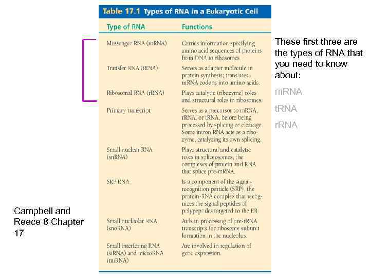 These first three are the types of RNA that you need to know about: