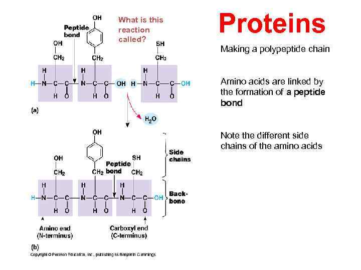 What is this reaction called? Proteins Making a polypeptide chain Amino acids are linked