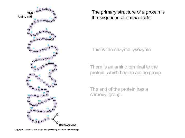 The primary structure of a protein is the sequence of amino acids This is