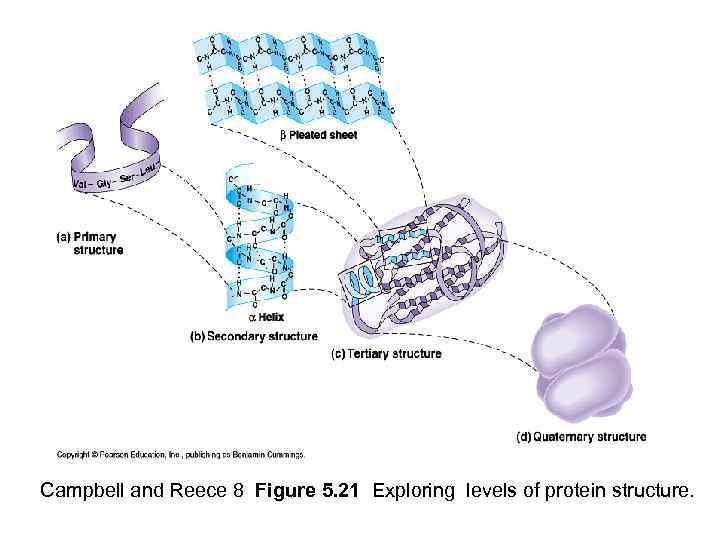 Campbell and Reece 8 Figure 5. 21 Exploring levels of protein structure. 