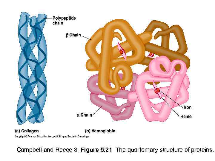 Campbell and Reece 8 Figure 5. 21 The quarternary structure of proteins. 