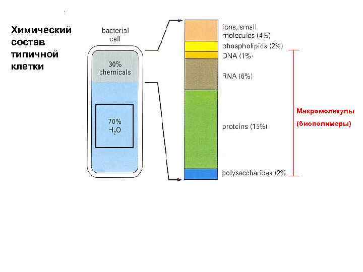 Химический состав типичной клетки Макромолекулы (биополимеры) 