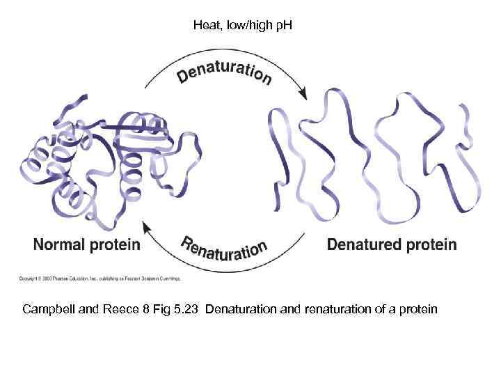 Heat, low/high p. H Campbell and Reece 8 Fig 5. 23 Denaturation and renaturation