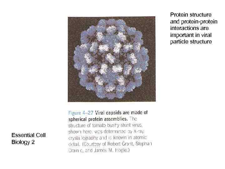 Protein structure and protein-protein interactions are important in viral particle structure Essential Cell Biology