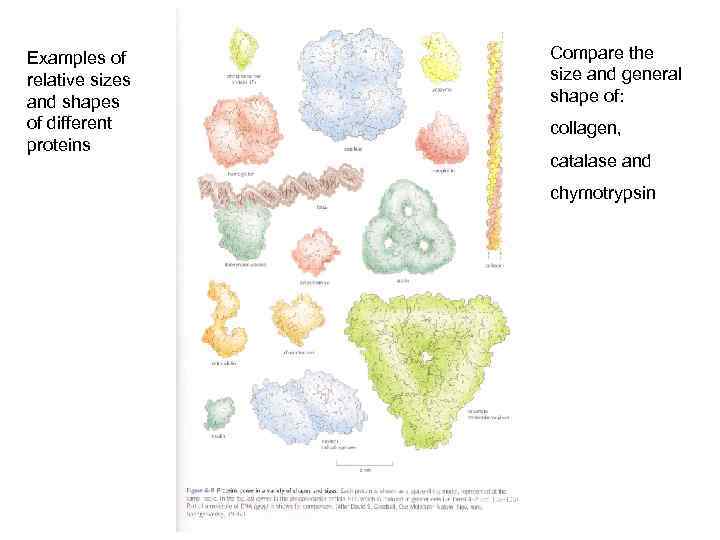 Examples of relative sizes and shapes of different proteins Compare the size and general