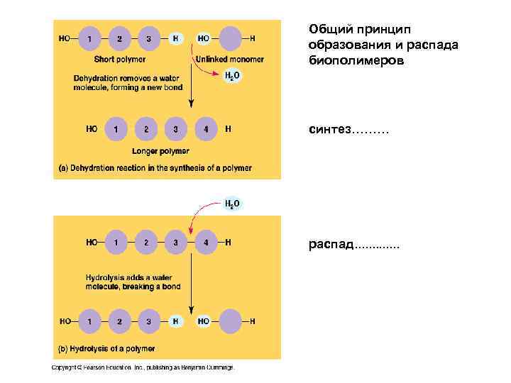 Общий принцип образования и распада биополимеров синтез……… распад. . . 