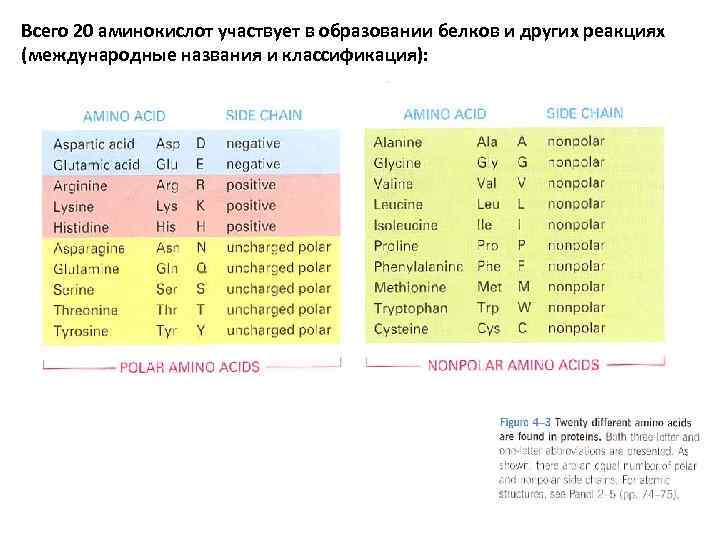 Всего 20 аминокислот участвует в образовании белков и других реакциях (международные названия и классификация):