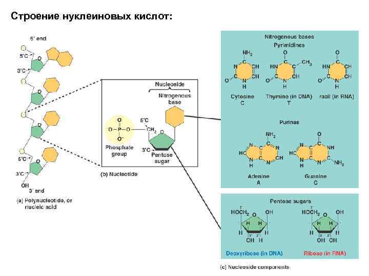 Строение нуклеиновых кислот: 