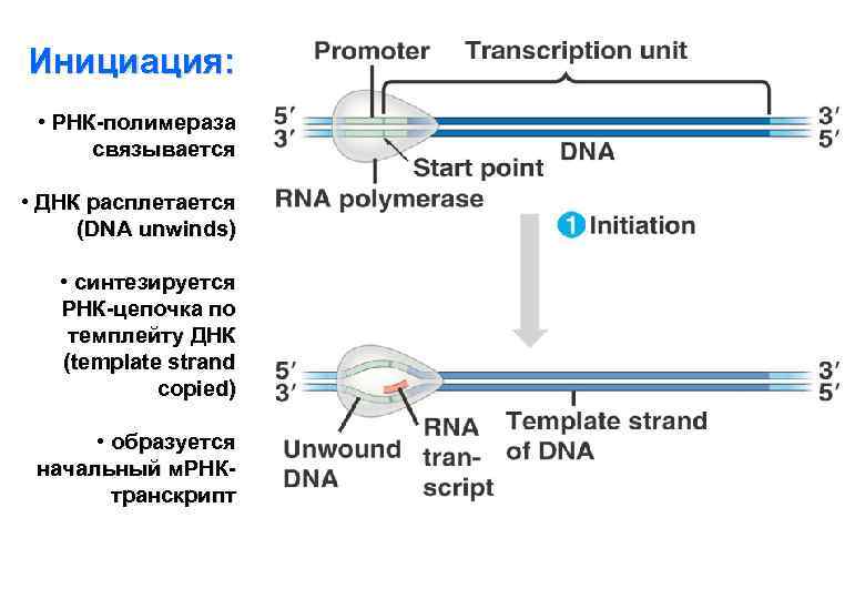 Синтезируется рнк полимеразой. РНК полимеразы 2 инициация транскрипции. РНК полимераза 1 инициация. РНК полимераза 1 инициация транскрипции. Исходный продукт синтеза РНК полимеразой.