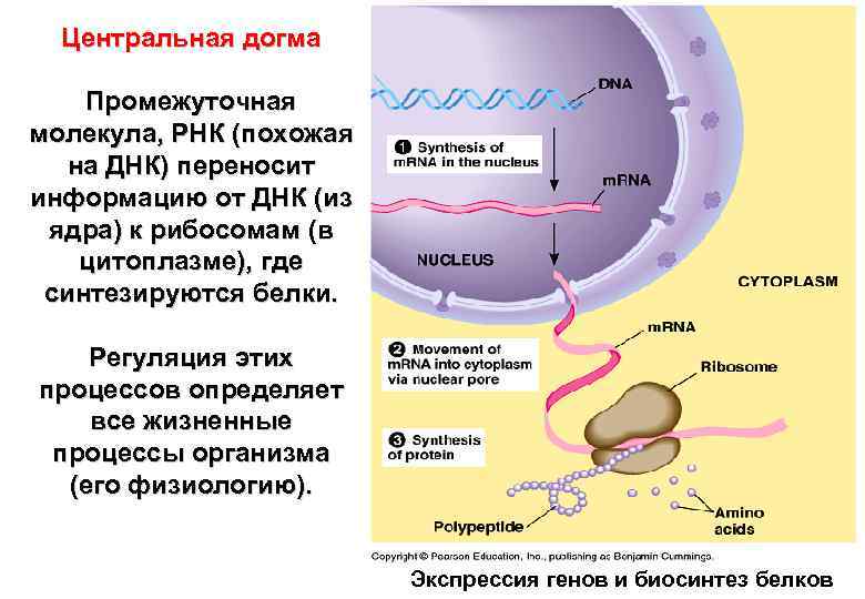 Днк переносит. Из ядра в цитоплазму транспортируются:. Через ядерные поры из цитоплазмы в ядро транспортируются:. Синтез ДНК В ядре. Синтез РНК В ядрышке.