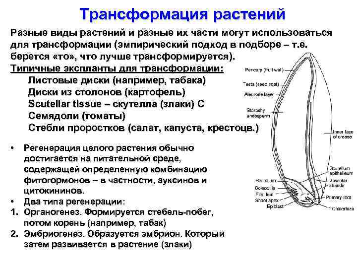 Трансформация растений Разные виды растений и разные их части могут использоваться для трансформации (эмпирический