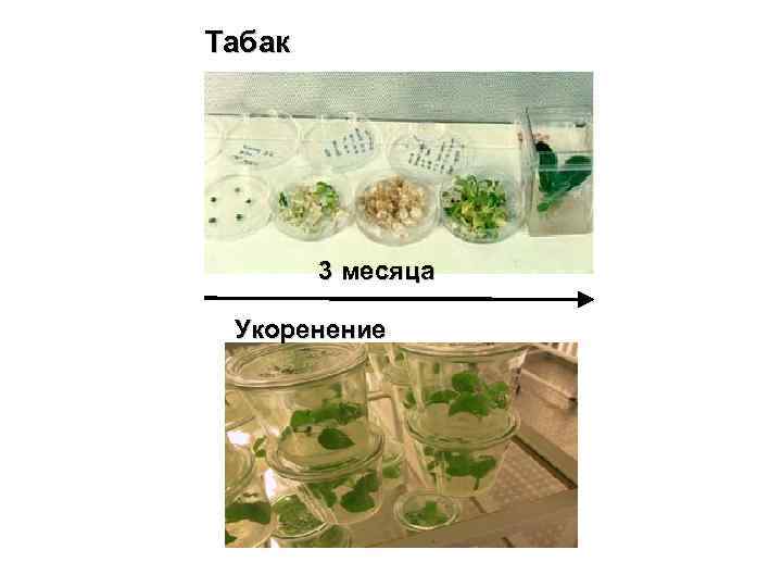 Табак 3 месяца Укоренение 