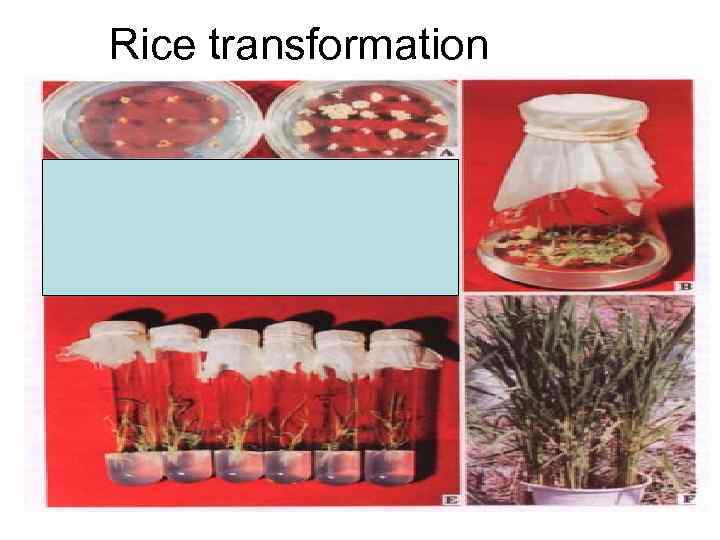Rice transformation 